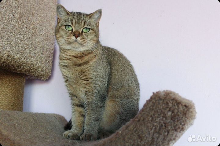 Золотая девочка