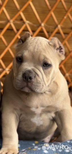 Мальчик Американского булли покет