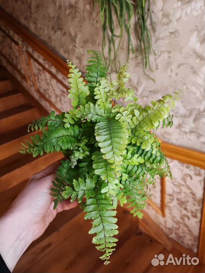 Адиантум венус бронзе