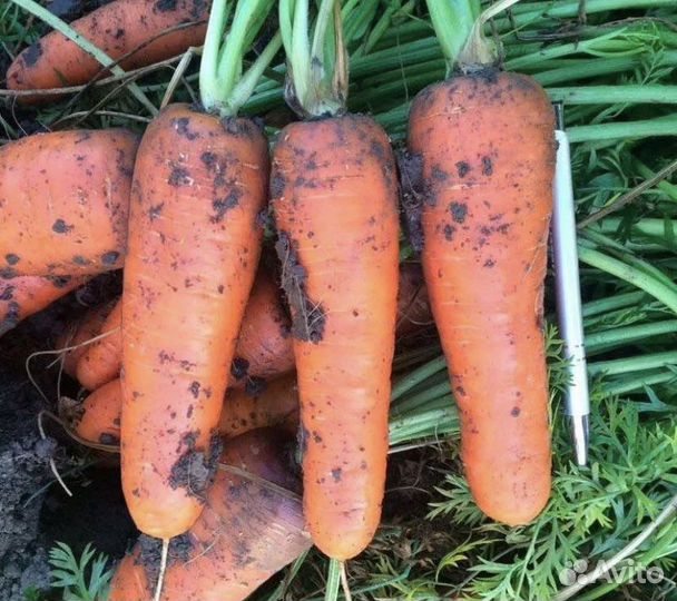 Морковь 1 сорт(холодильник)