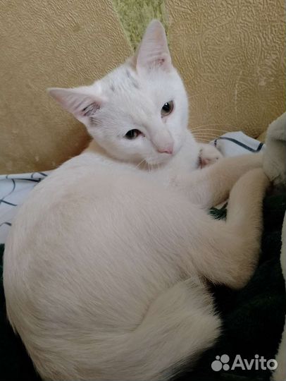 Отдам котенка в добрые руки