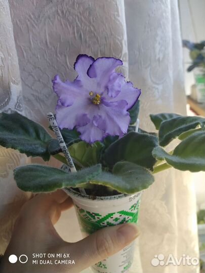 Сортовые фиалки