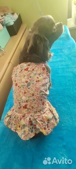 Одежда для маленьких собак