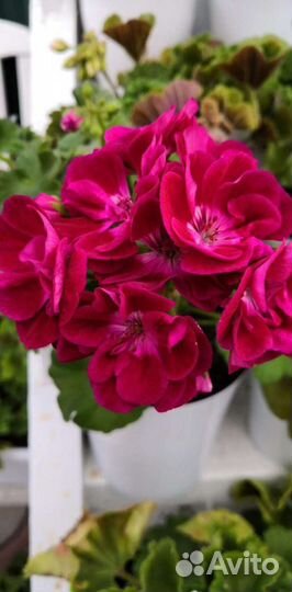 Пеларгония герань