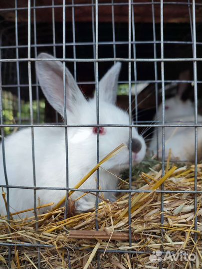 Кролик отборный на племя и мясо