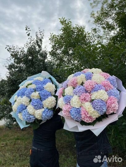 Голландские гортензии / Доставка цветов