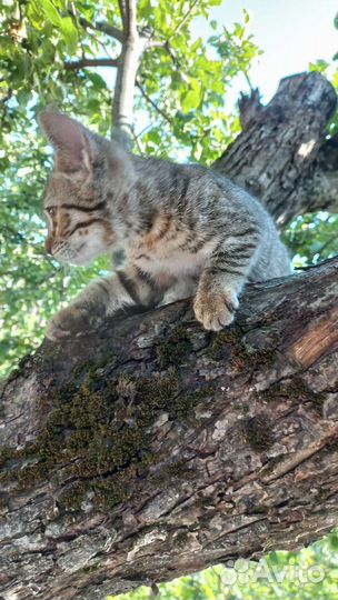 Отдам в добрые руки котят