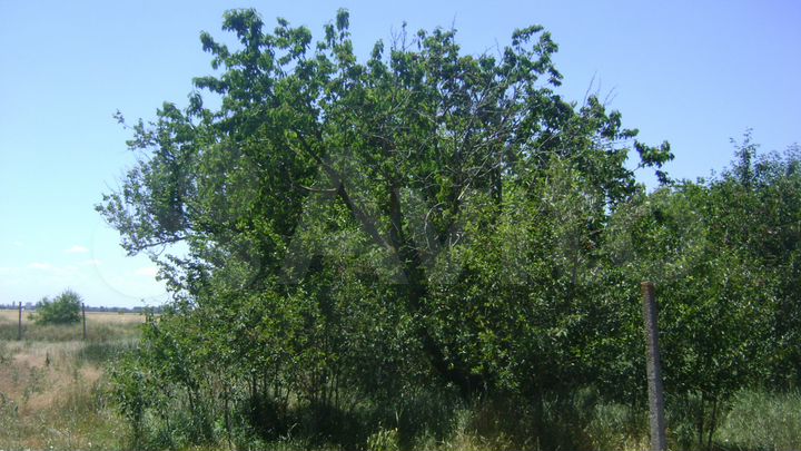 Участок 5 сот. (СНТ, ДНП)