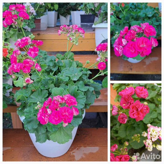 Пеларгония герань