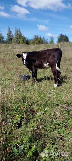 Тёлочка домашняя 7 месяцев