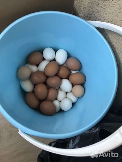 Домашние куриные яйца