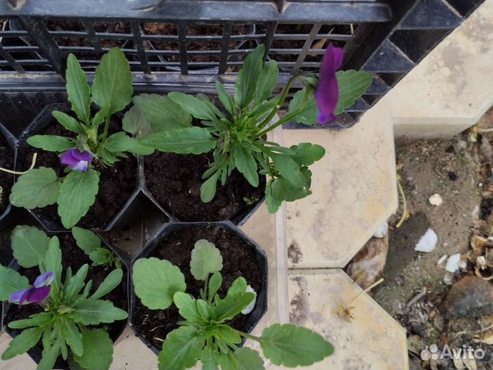 Садовые растения 2