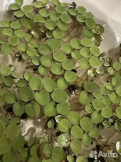 Сальвиния плавающая