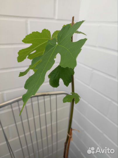 Растение инжир комнатные растения