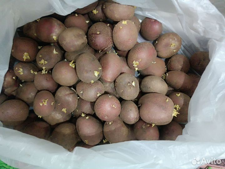 Продам семенной картофель