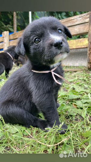 Отдам бесплатно щенки