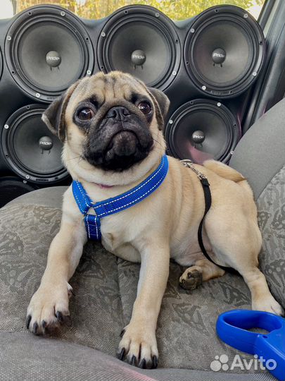 Мопс мальчик вязка