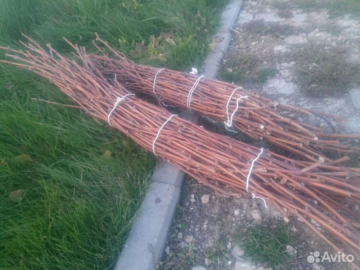 Лозы винограда для виноделия в Рязанской области