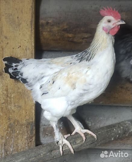 Молодые петухи