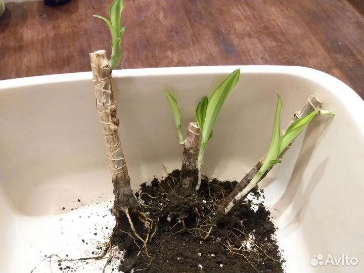 Молодые растения - драцена йеллоу кост