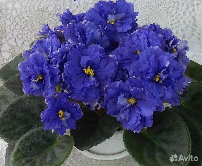 Сортовые фиалки