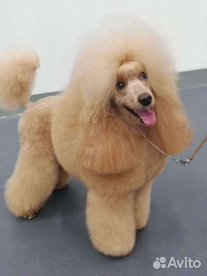 Пудель средний/малый, кобель, вязка