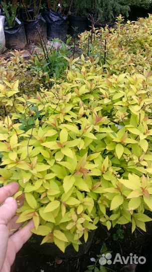 Спирея 10 сортов, грефшейм, карамель, голдмаунд