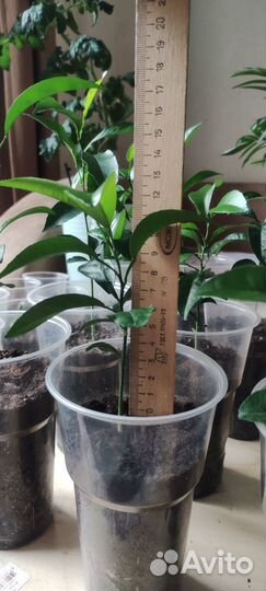 Мандариновое дерево 7 мес