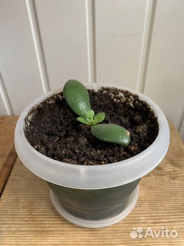 Толстянка (денежное дерево)