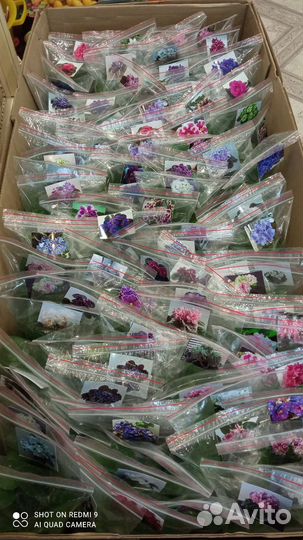 Фиалки детки, листочки