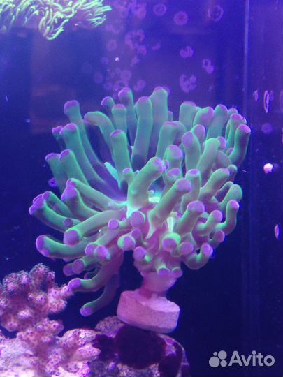 Морские кораллы