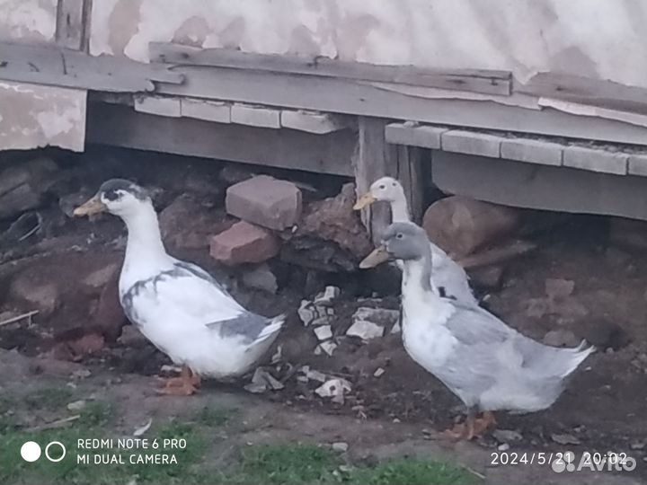 Баран романовский