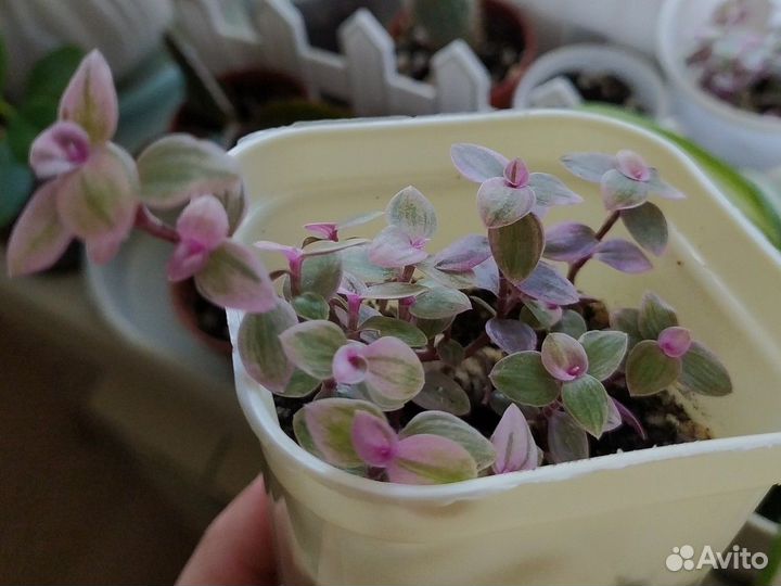 Комнатные цветы