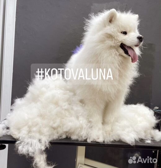 Породный груминг самоедских собак самоеды