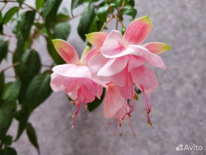 Фуксия розовая махровая и простая