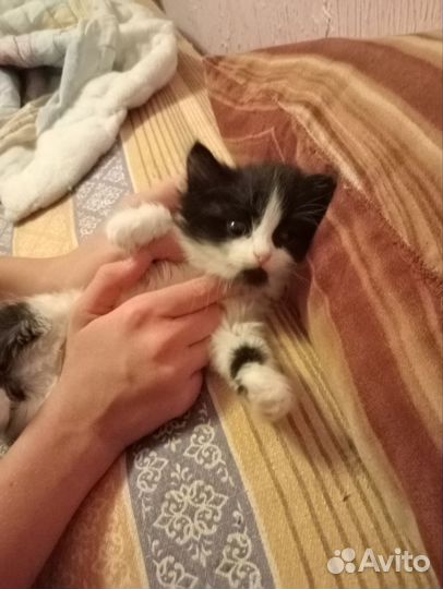 Кошка девочка отдам в добрые руки