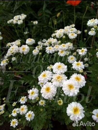 Ромашка девичья матиола хризантема девичья