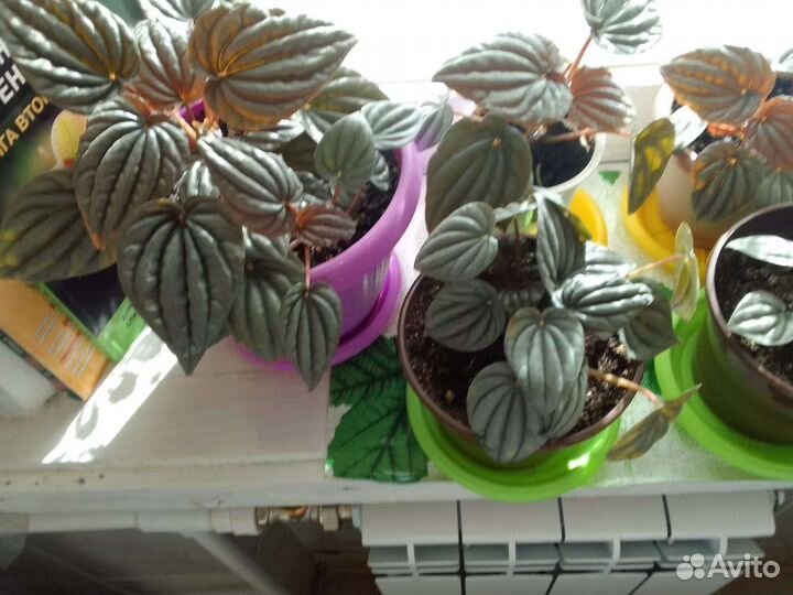 Пеперомия серебристая, Циперус