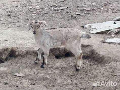 Продам козлят
