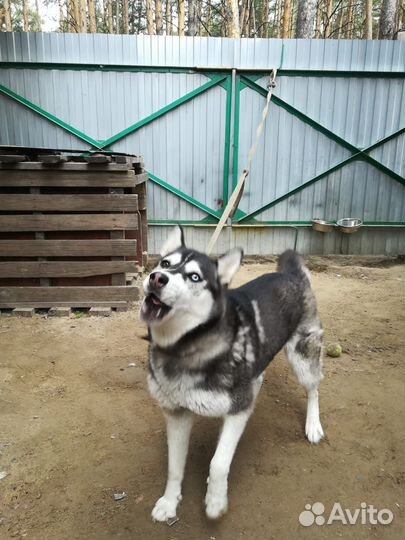 Сибирский хаски