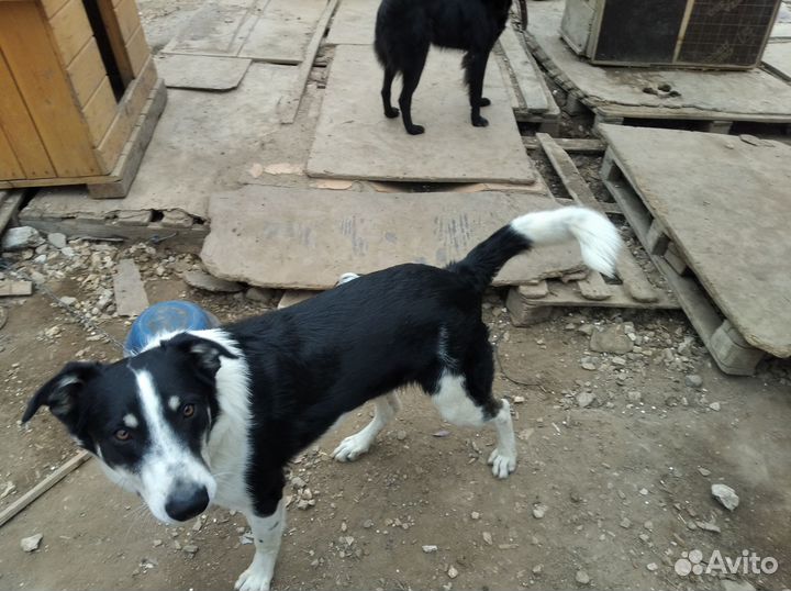 Собака в добрые руки