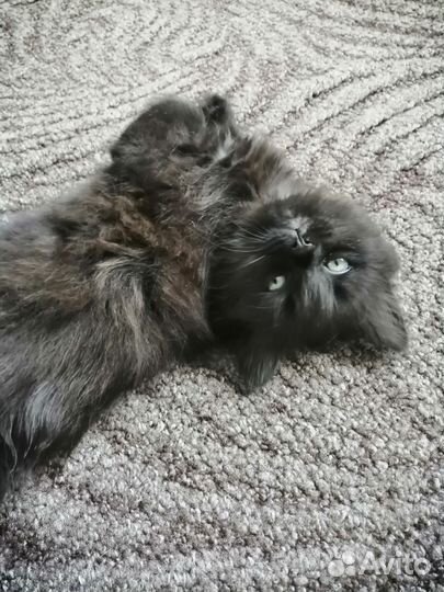 Котенок(девочка)черная, 2 месяца в добрые руки