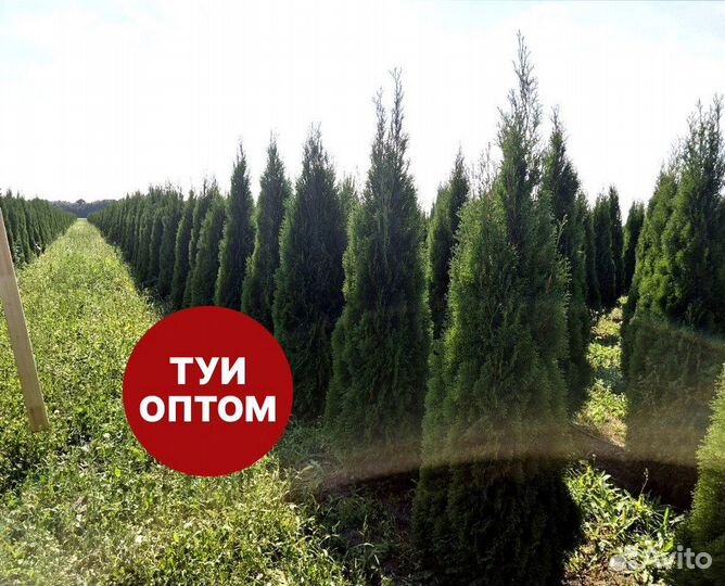 Туя смарагд рост 204 см /опт 150 шт