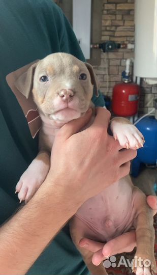 Американский булли щенки