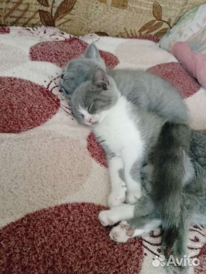 Кошка в дар бесплатно