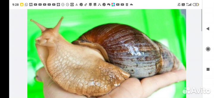 Улитки ахатины