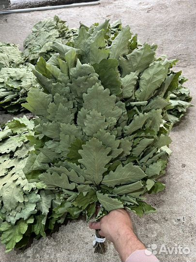 Дубовые веники для бани