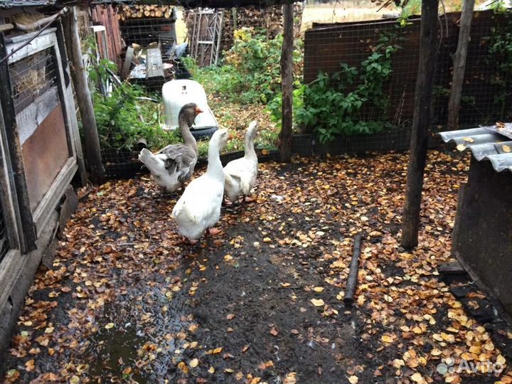 Холмогорские гуси