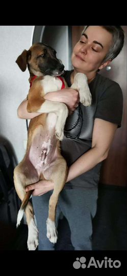 Щенок в добрые руки бесплатно метис лайки