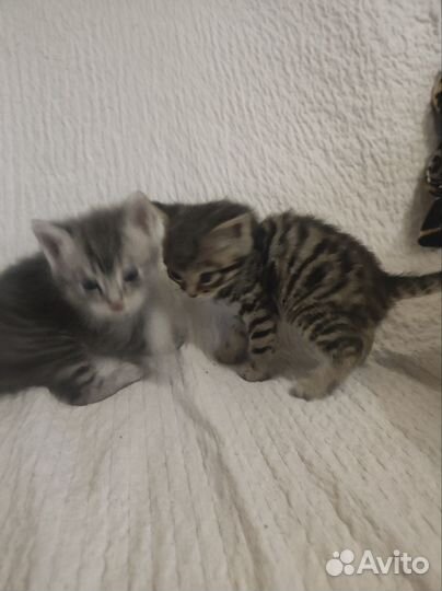 Котик в дар